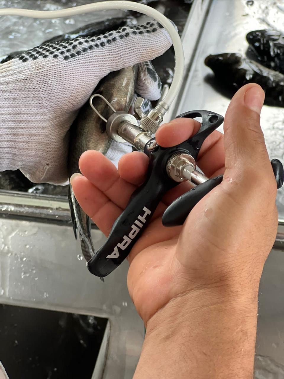 Vacinação de tilápia com suporte técnico em aquicultura