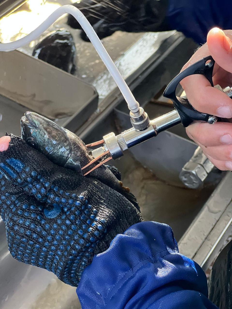 Manejo sanitário de peixes com soluções Hipra